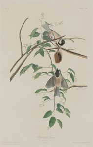 黒帽のシジュウカラ、1833 年。 作： Robert Havell