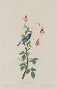 ノドジロムシクイ、1832 年。