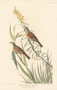 ノドジロホオジロ、1837 年。 作： Robert Havell