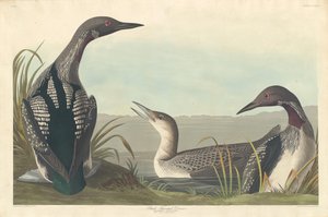 クロノドダイバー、1836年。 作： Robert Havell