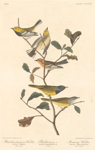 ノドジロムシクイ、ブラックバーニアン ウグイス、モーニング ウグイス、1837 年。 作： Robert Havell