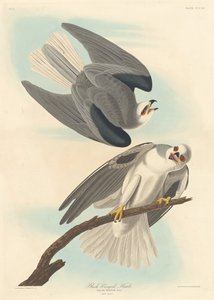 黒翼の鷹、1837年。