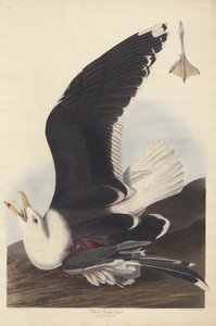 セグロカモメ 作： Robert Havell