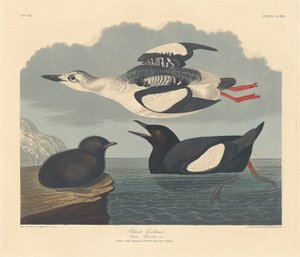 ブラックギユモット、1834年。 作： Robert Havell
