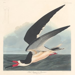 ブラックスキマー、1836年。 作： Robert Havell