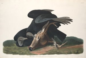 黒いハゲタカ、1831年。 作： Robert Havell