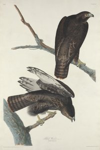 黒の戦士、1830年。 作： Robert Havell