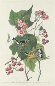 黒と黄色のウグイス、1831 年。 作： Robert Havell