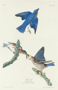 青い鳥、1831年。 作： Robert Havell