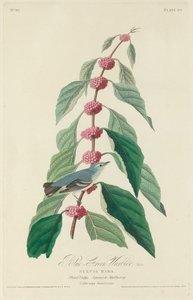 青緑色のウグイス、1828年。 作： Robert Havell