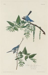 青灰色のヒタキ、1830年。 作： Robert Havell