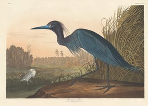 青鶴または鷺、1836年。 作： Robert Havell