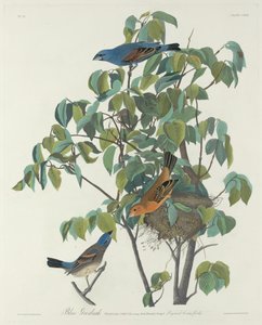 ブルーグロスビーク、1831年。 作： Robert Havell