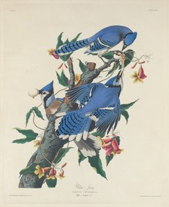 ブルージェイ、1831年。 作： Robert Havell