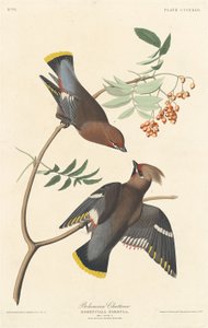 ボヘミアン・チャタラー、1837年。 作： Robert Havell