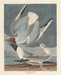ボナパルティアン カモメ、1836 年。 作： Robert Havell
