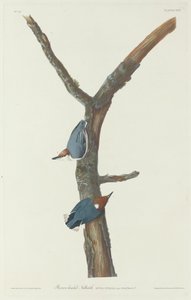 茶色の頭のゴジュウカラ、1831 年。 作： Robert Havell