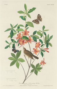 茶色の頭の虫食いウグイス、1834 年。 作： Robert Havell