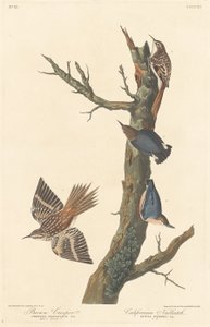 ブラウン クリーパーとカリフォルニア ゴジュウカラ、1838 年。 作： Robert Havell