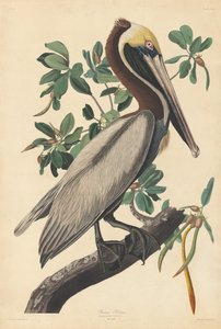 ブラウン ペリカン、1835 年。