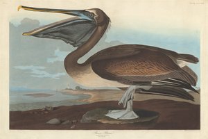 ブラウン ペリカン、1838 年。 作： Robert Havell