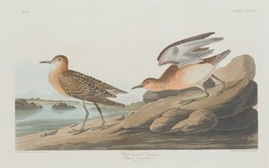 バフブレストサンドパイパー、1835年。 作： Robert Havell