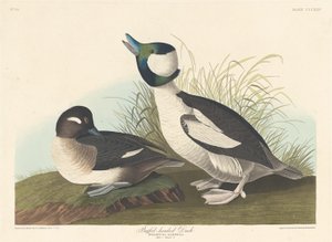 バッフルヘッドのアヒル、1836年。 作： Robert Havell