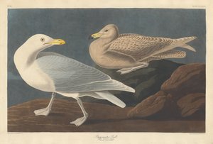 Burgomaster カモメ、1837 年。