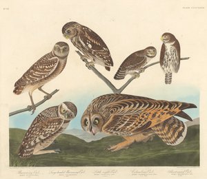 アナホリフクロウ、大型頭のアナホリフクロウ、リトル ナイト フクロウ、1838 年。 作： Robert Havell