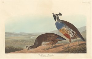 カリフォルニアヤマウズラ、1838 年。 作： Robert Havell