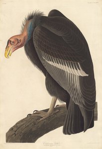 カリフォルニアハゲワシ、1838年。 作： Robert Havell