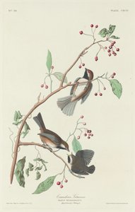 カナダのシジュウカラ、1834 年。 作： Robert Havell