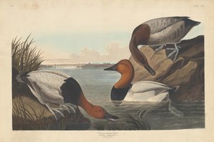 キャンバス裏張りのアヒル、1836年。 作： Robert Havell