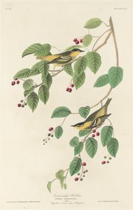 炭酸ウグイス、1829年。 作： Robert Havell