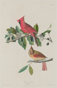 グロスビーク枢機卿、1833年。 作： Robert Havell