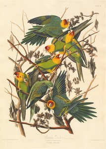 カロライナ オウム、1827 年。