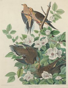 カロライナ ピジョンまたはカメ鳩、1827 年。 作： Robert Havell
