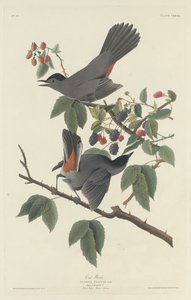 猫の鳥、1832年。 作： Robert Havell