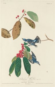 セルリアン ウグイス、1828 年。 作： Robert Havell