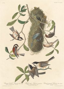 栗毛のシジュウカラ、黒帽子のシジュウカラ、栗冠のシジュウカラ、1837 年。 作： Robert Havell