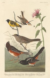 栗色のフィンチ、ブラックヘッド マヒワ、ブラック クラウン ホオジロ、ホッキョクオオコウモリ、1837 年。 作： Robert Havell