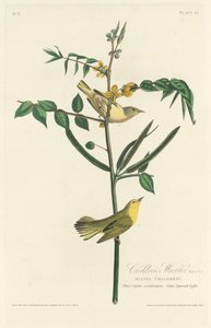 子供のウグイス、1828年。 作： Robert Havell