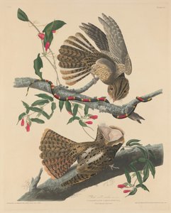チャック・ウィルの未亡人、1829年。 作： Robert Havell