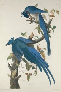コロンビアジェイ、1830年。 作： Robert Havell