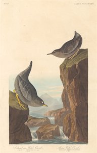 コロンビア ウォーター オーゼルと北極ウォーター オーゼル、1838 年。