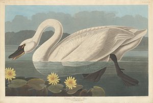 一般的なアメリカの白鳥、1838 年。 作： Robert Havell