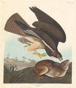 ノスリ、1837年。 作： Robert Havell