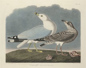 カモメ、1834年。