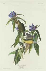 コネチカット ウグイス、1832 年。 作： Robert Havell
