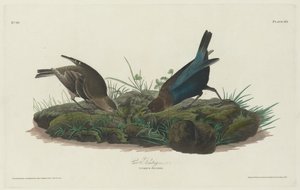 牛ホオジロ、1830年。 作： Robert Havell